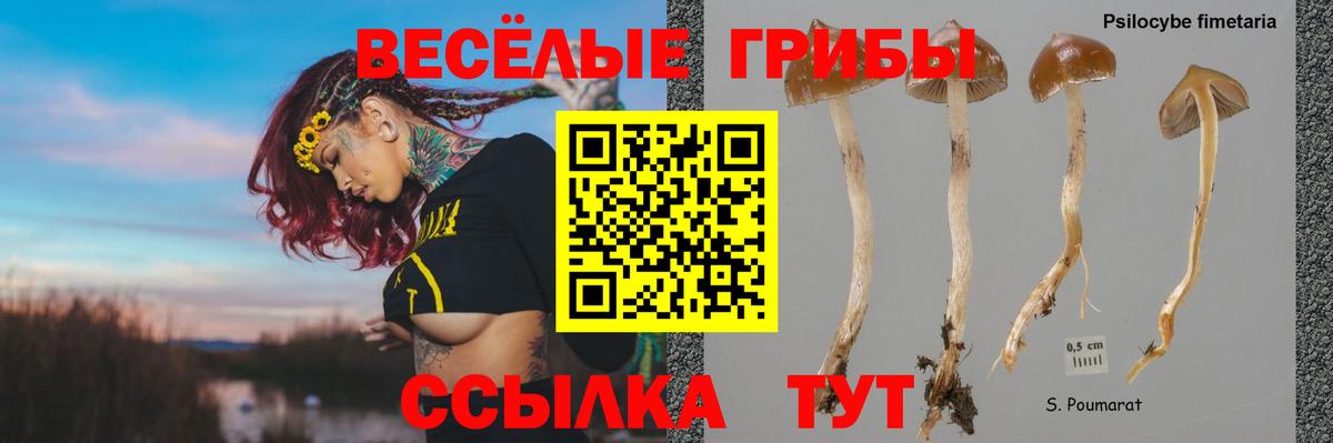 Галлюциногенные грибы прущие грибы Новокубанск